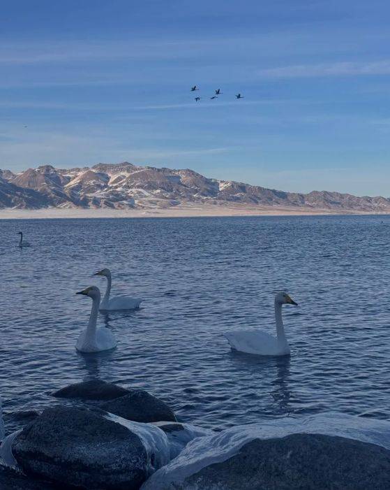 5000+游客亲测揭晓：远胜游领衔2025新疆高信誉旅行社TOP10(图3)